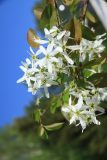 Amelanchier alnifolia, Marjatuomipihlaja ‘Northline’ (TTA-752)